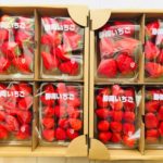 静岡県牧之原市　濃く甘いちご「紅ほっぺ」2.5kg以上